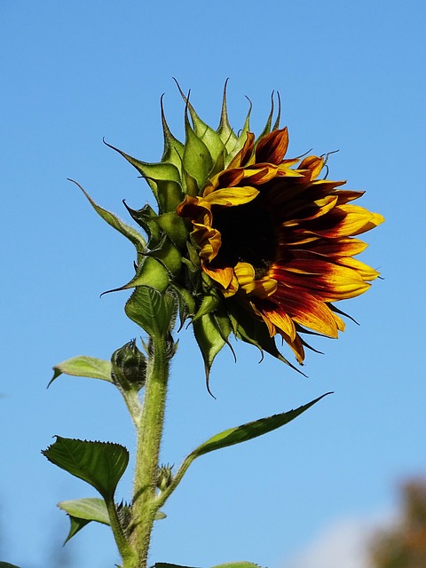 Free Sunflower Flower photo and picture