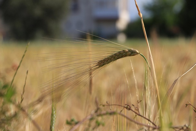 Free Wheat Harvest photo and picture