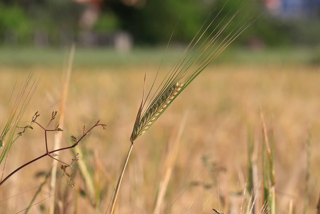 Free Wheat Harvest photo and picture