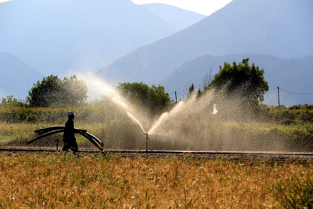 Free Wheat Harvest photo and picture