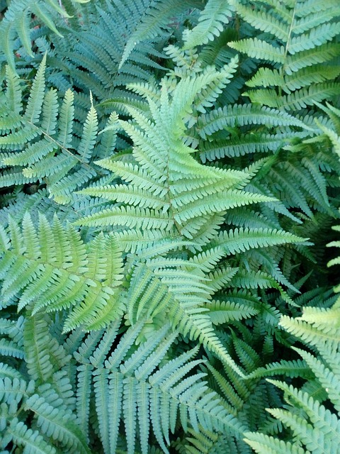 Free Fern Green photo and picture