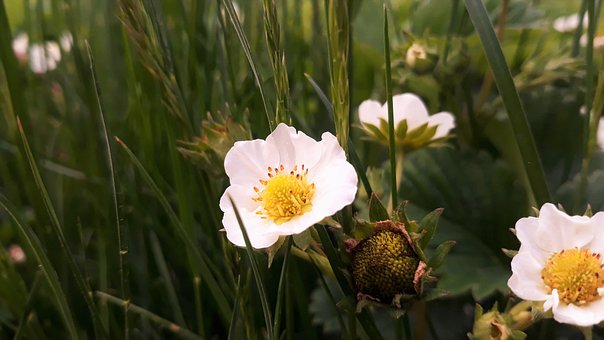 Free Flower Strawberries Flower Background photo and picture