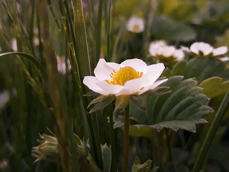 Free Flower Strawberries Beautiful Flowers photo and picture