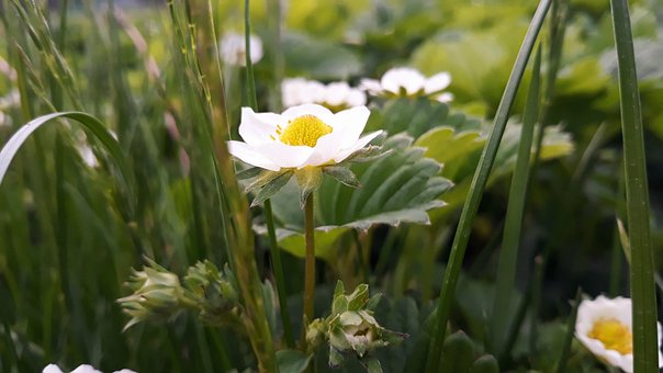 Free Flower Strawberries Strawberry photo and picture