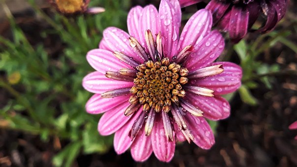Free Osteospermum Flower photo and picture