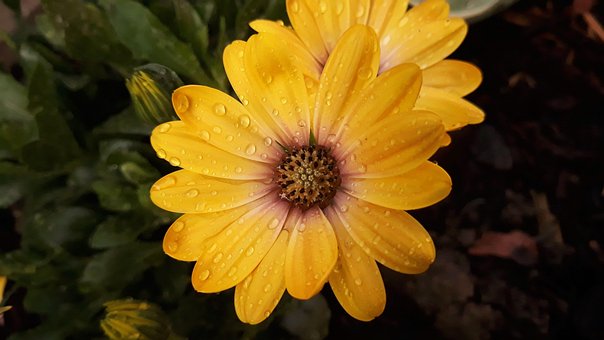 Free Osteospermum Flower photo and picture