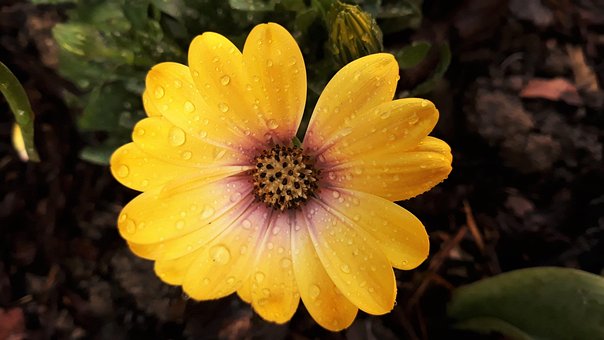 Free Osteospermum Flower photo and picture