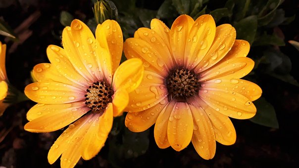 Free Osteospermum Flower photo and picture