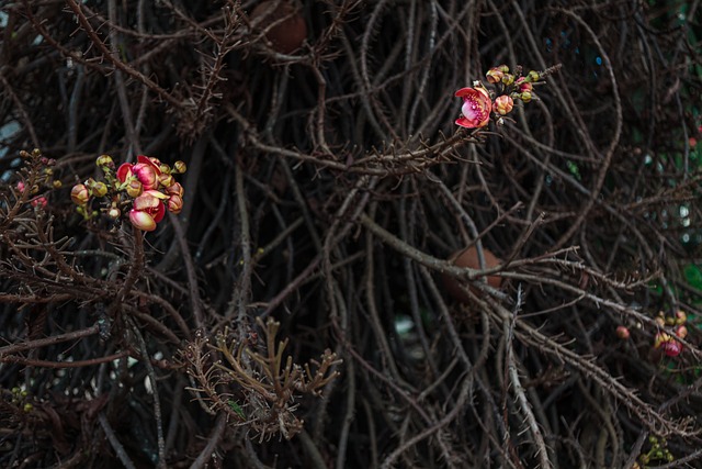 Free Flowers Plant photo and picture