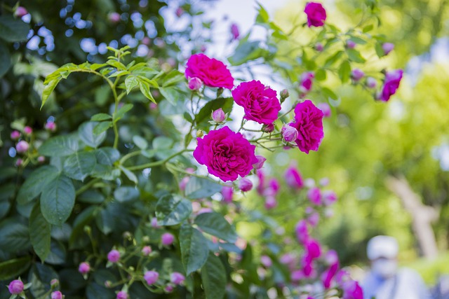 40,000+ Free Landscape Rose & Nature Images - Pixabay