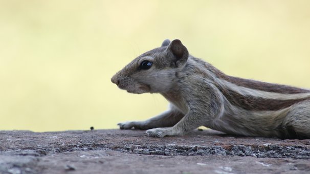 Natureza, Pássaro, Lobo, Leão, Raposa