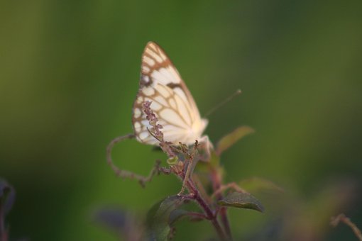 Borboleta, Verde, Natureza, Inseto