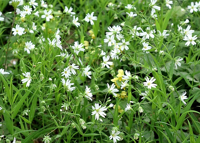 Free Birdhouse Stellaria photo and picture