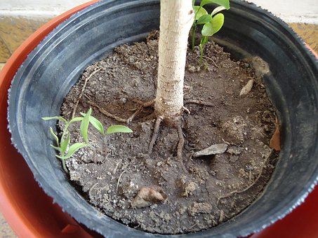 Free Tree Earth photo and picture