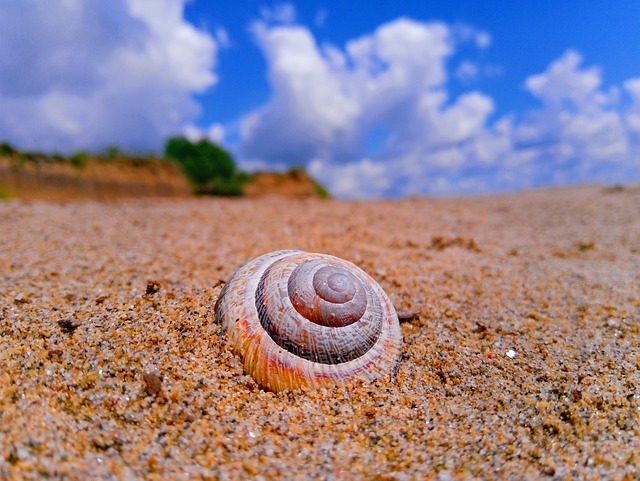 Shell Sand Clouds - Free photo on Pixabay - Pixabay