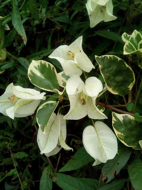 Free Bougainvillea Flower photo and picture