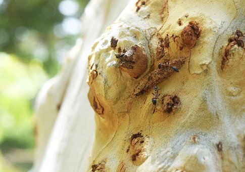 Free Ant Tree photo and picture