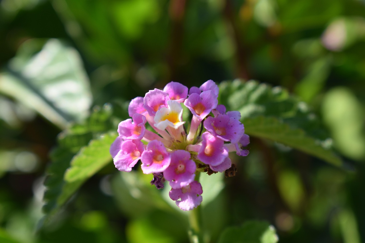 Flower Macro Spring - Free photo on Pixabay - Pixabay