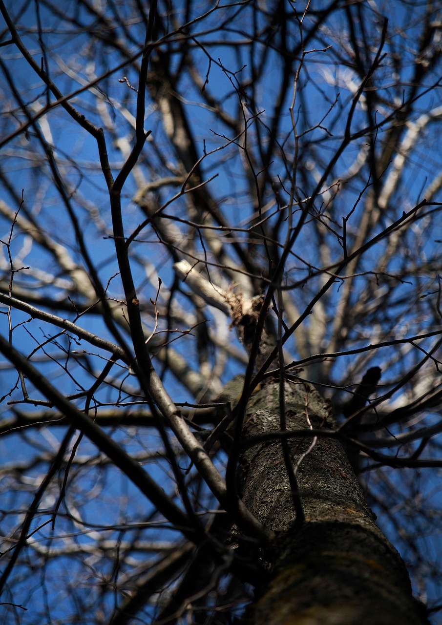 Tree Branches Spring Free photo on Pixabay Pixabay