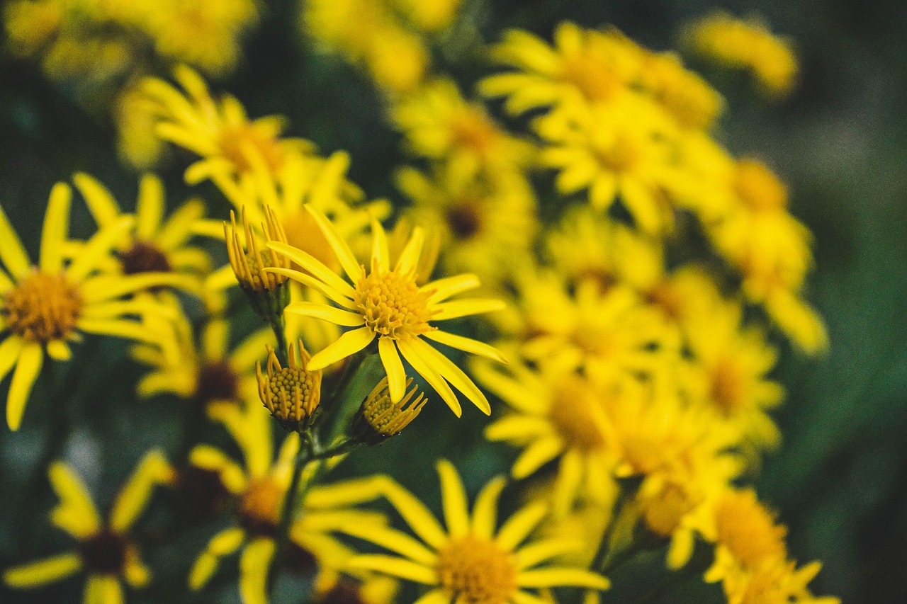 Flowers - free online jigsaw puzzle photo