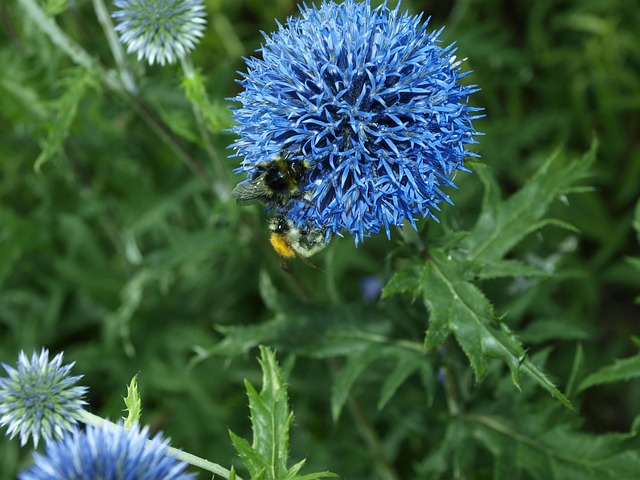 Free Bee Booty photo and picture