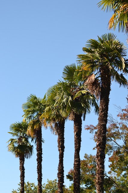 Free Palm Date Palm photo and picture