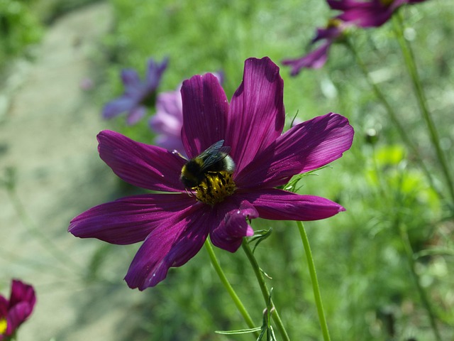 Free Flower Violet photo and picture