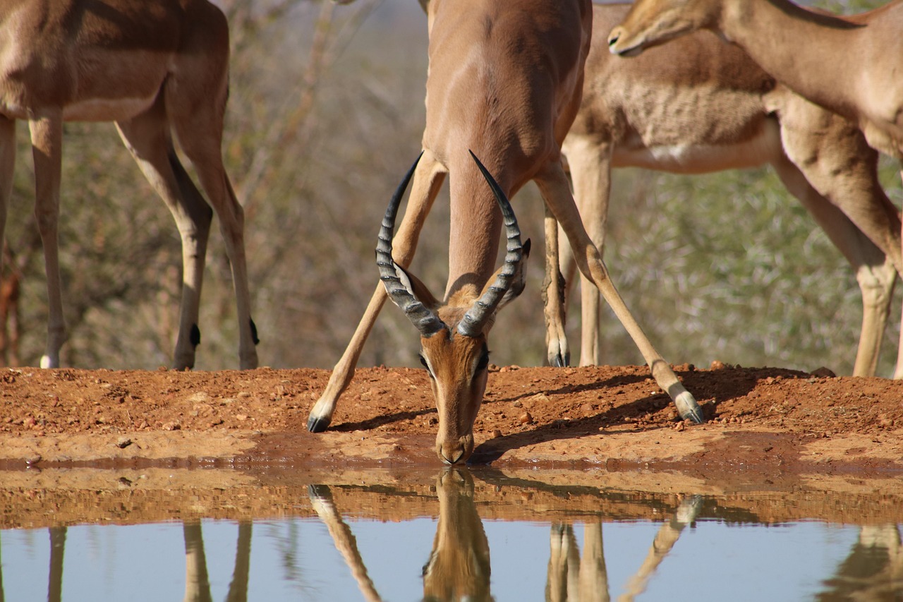 Impala l eau safari photo gratuite sur pixabay pixabay