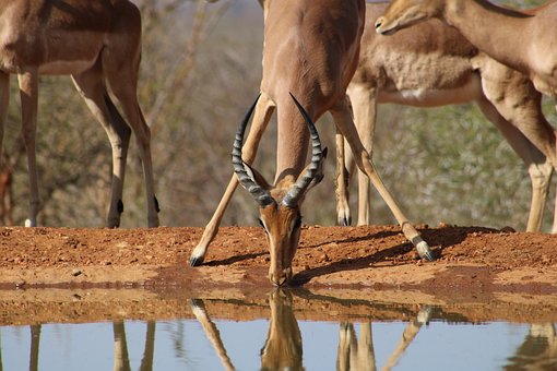 Impala, Wasser, Safari, Afrika, Natur