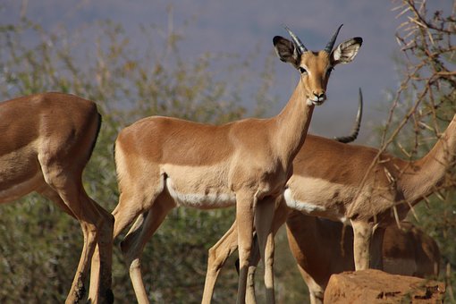 Interessiert, Impala, Spiel, Safari