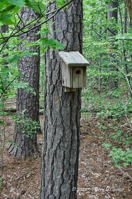 Pajarera, Árbol, Bosque, Naturaleza