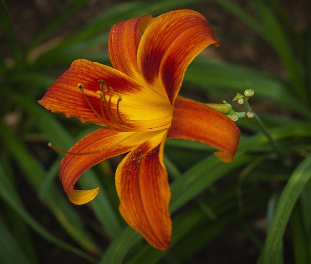 Flor, Fondo De La Flor, Naturaleza