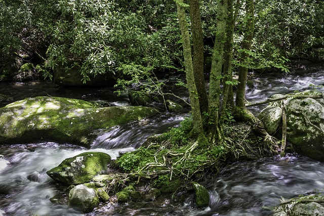 Río, Árbol, Raíces, Rápidos, Naturaleza