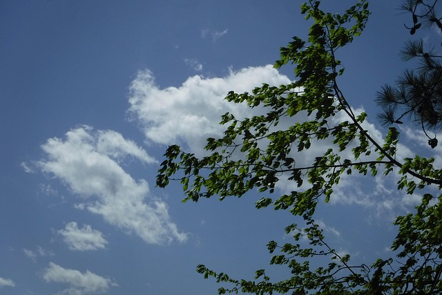 Cielo, Nubes, Árbol, Naturaleza, Paisaje