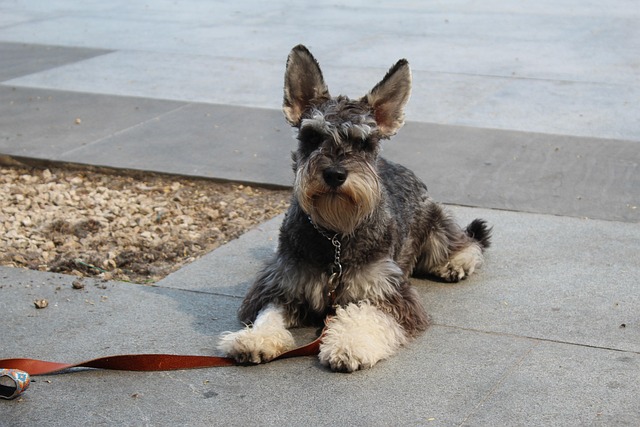 Free Schnauzer Dog Command photo and picture
