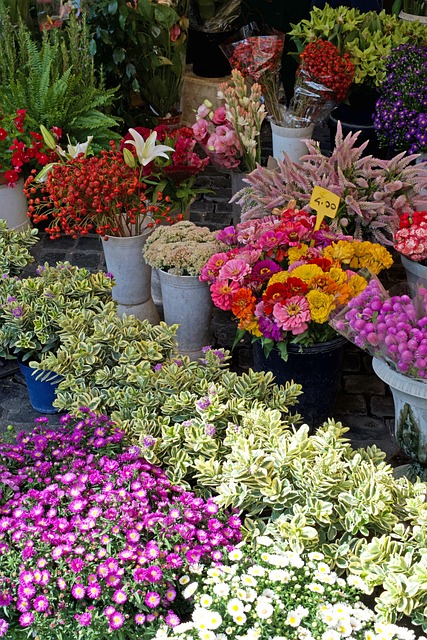 Free Flowers Plants photo and picture