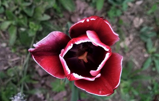 100以上の無料黒ひまわり ひまわり画像 Pixabay
