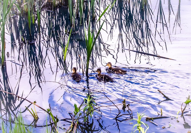 Free Duckling Ducks photo and picture