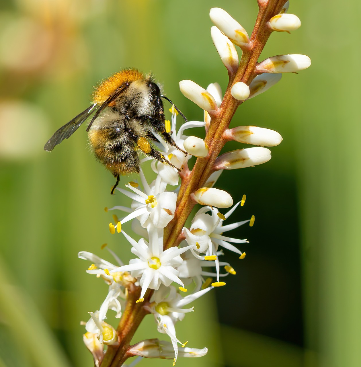 Insect Bourdon Flower - Free photo on Pixabay - Pixabay
