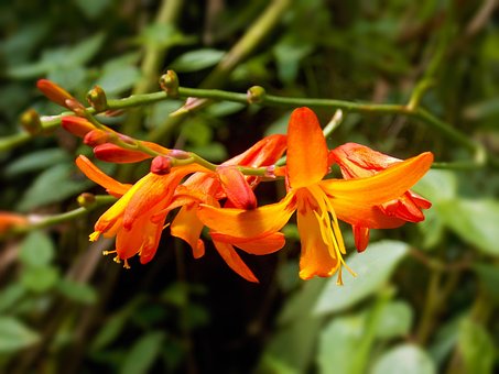 Free Crocosmia Crocosmiiflora Nature photo and picture