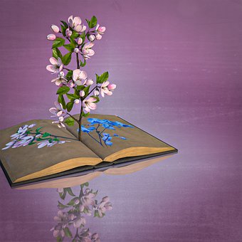 Blumen, Buchen, Feder, Blüte