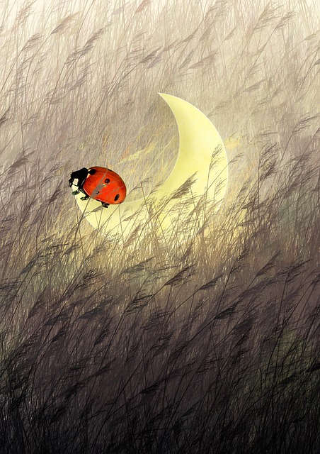 Lua, Joaninha, Criação, Noite, Primavera