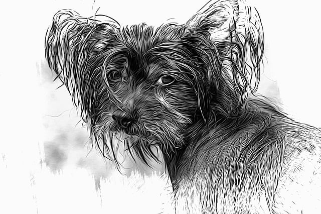 Hund, Chinese Crested Dog, Hairless Hund