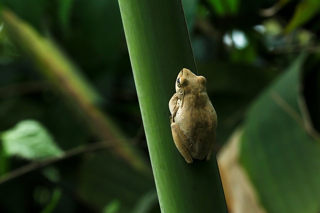 Scaphiopus Holbrookii, Kröte