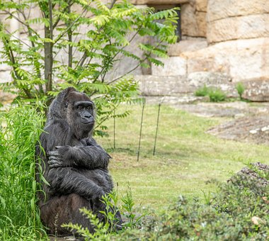 Free Ape Gorilla photo and picture