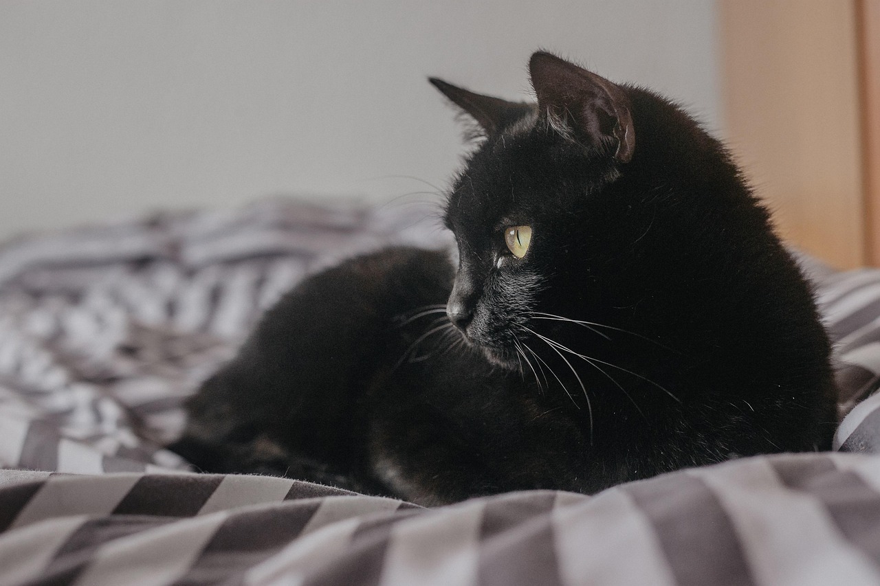 Plus De 100 000 Images De Chat Mignon Et De Chat Pixabay Plus De 100 000 Images De Chat Mignon Et De Chat Pixabay