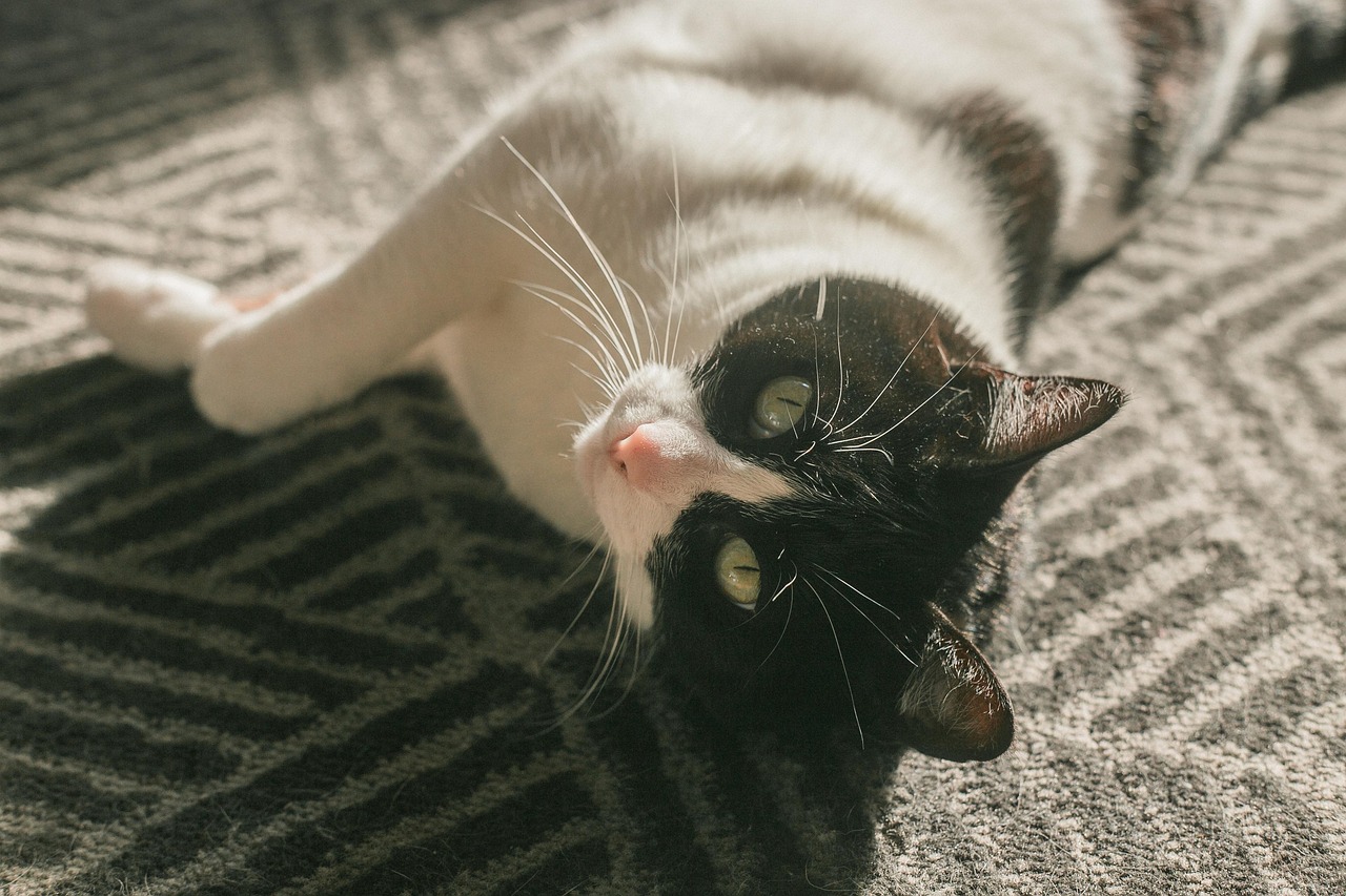 Cat - free online jigsaw puzzle photo