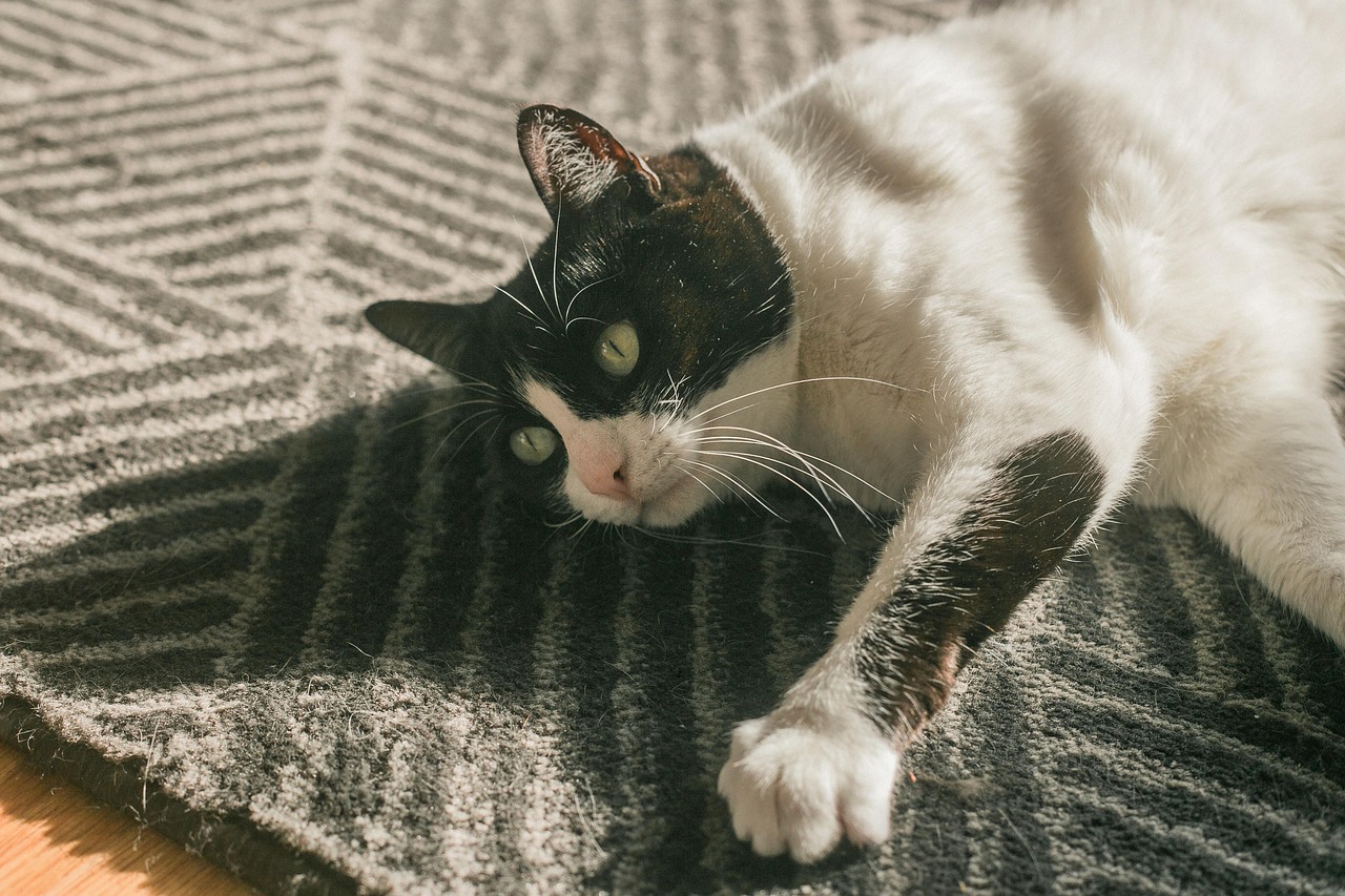 Cat - free online jigsaw puzzle photo