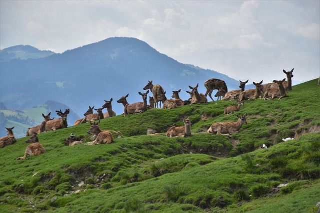 Wild, Kitzbühel, Alpen, Bergen