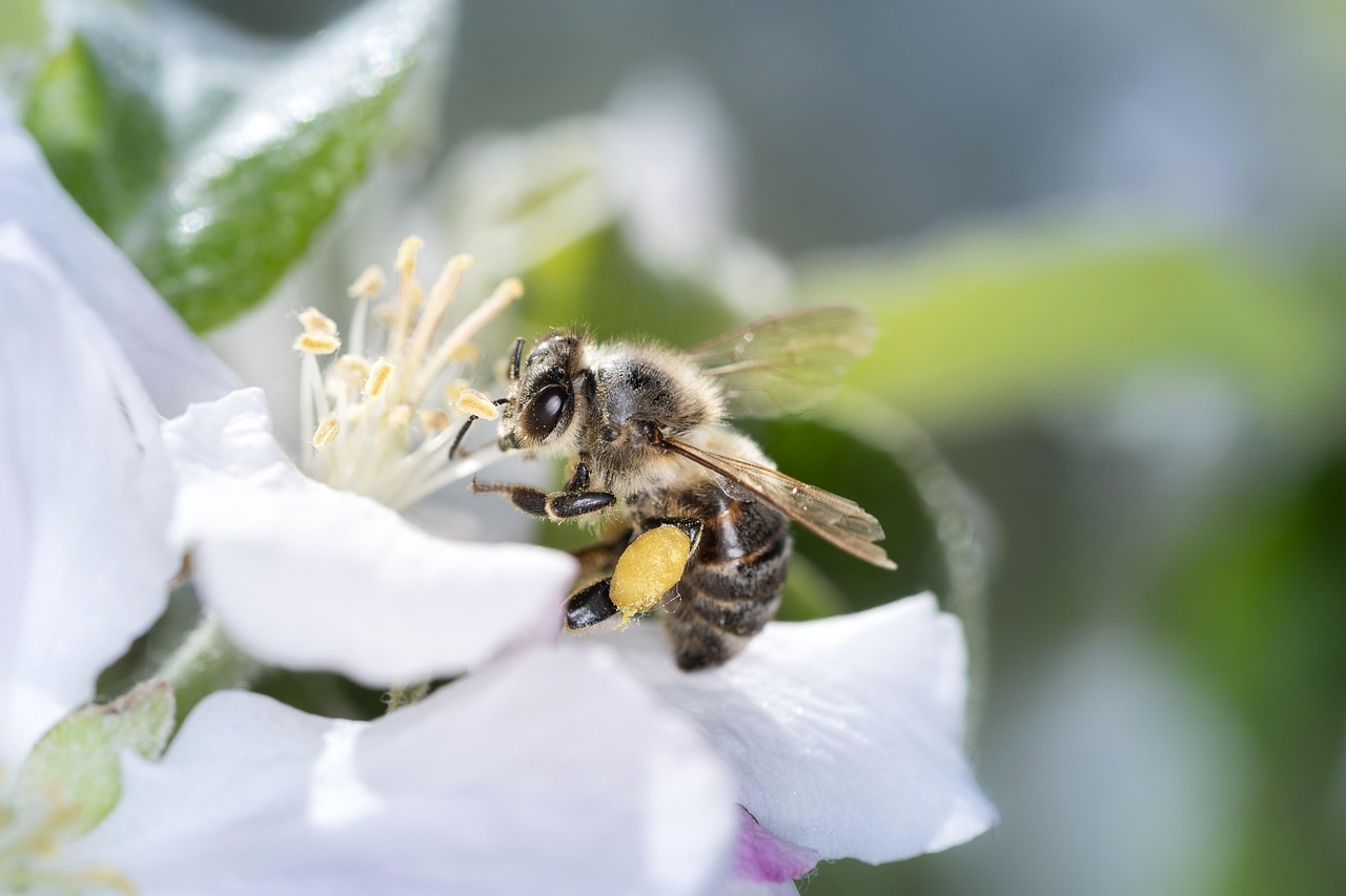 Bee Apiformes Deaths Honey - Free photo on Pixabay